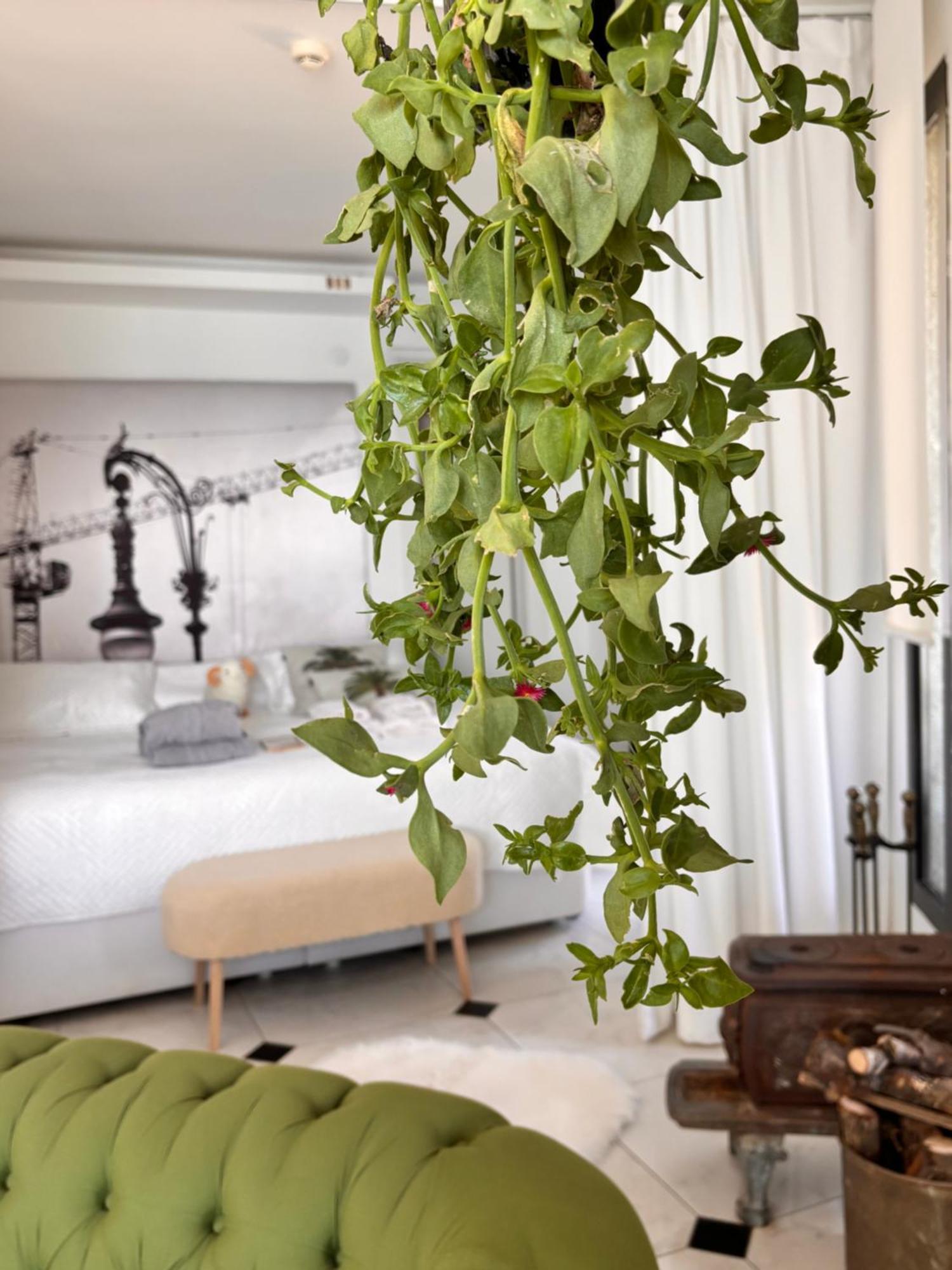 Sato Design Hotel (Adults Only) Çeşme Δωμάτιο φωτογραφία